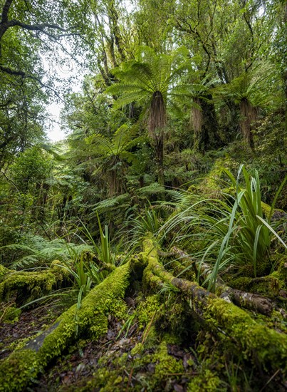 Tree ferns (Cyatheales) in the forest