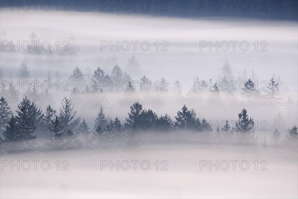 Fog in the Pupplinger Au at dawn
