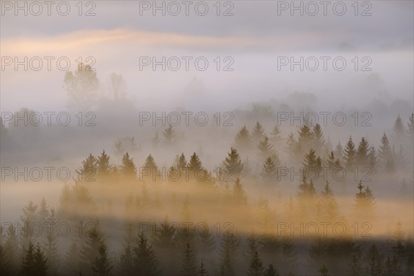 Fog in the Pupplinger Au at sunrise