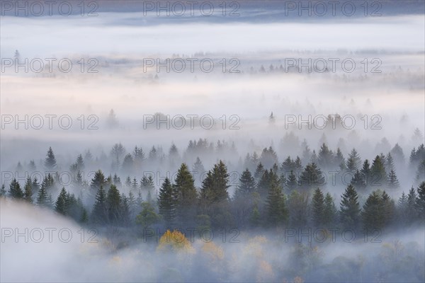 Fog in the Pupplinger Au at sunrise