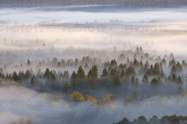 Fog in the Pupplinger Au at sunrise