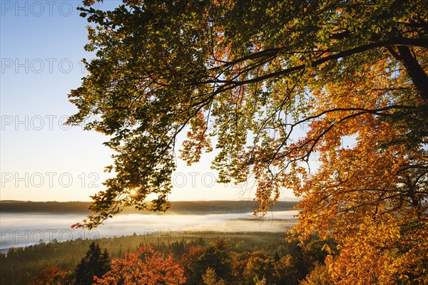 Autumn red beeches and fog in the Pupplinger Au at sunrise