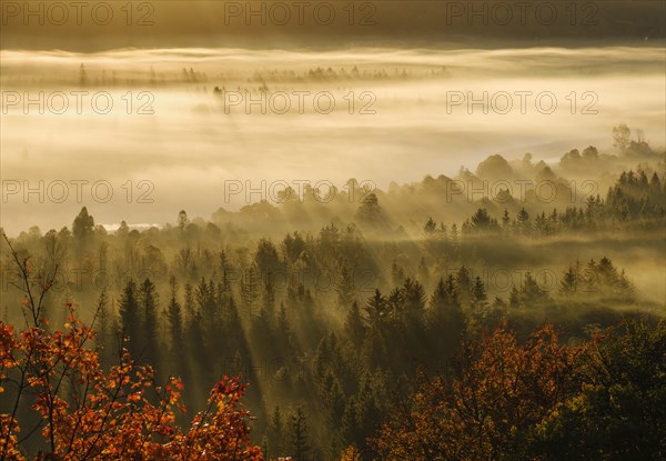 Fog in the Pupplinger Au at sunrise