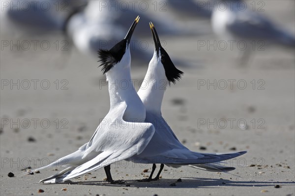 Sandwich tern (Thalasseus sandvicensis)