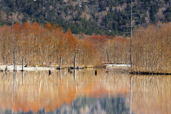 Trees reflected in Taisho Pond