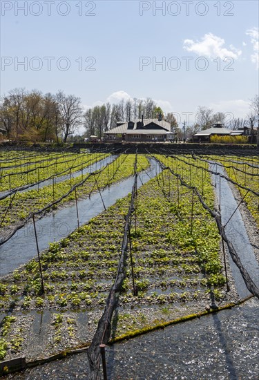 Rows of Wasabi plants in water