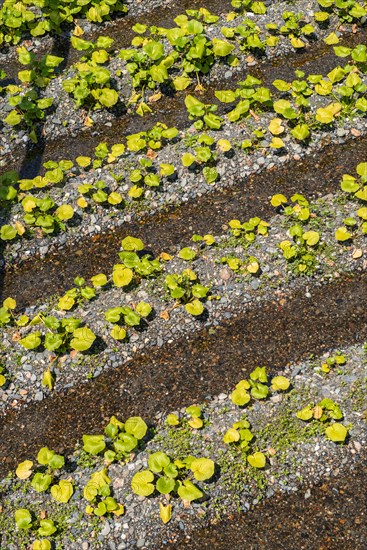 Rows of Wasabi plants in water