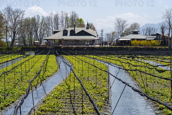 Rows of Wasabi plants in water