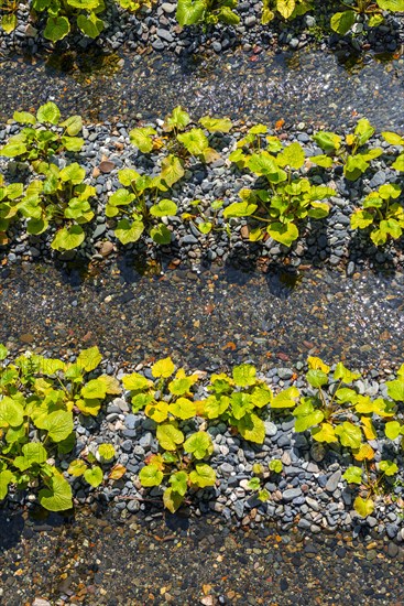 Rows of Wasabi plants in water