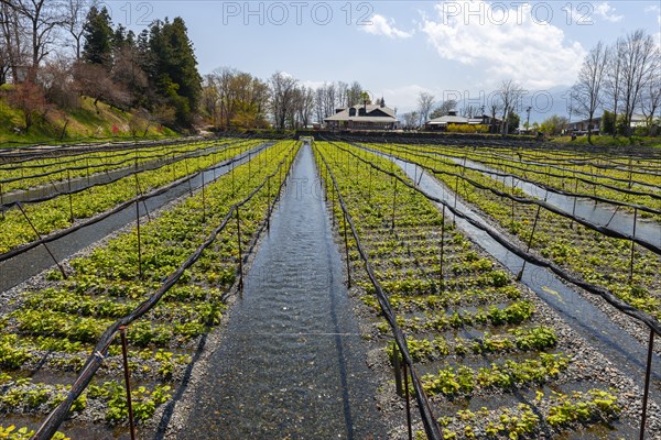 Rows of Wasabi plants in water