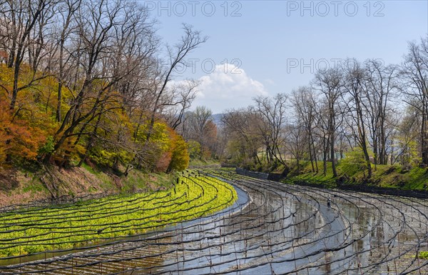 Rows of Wasabi plants in water