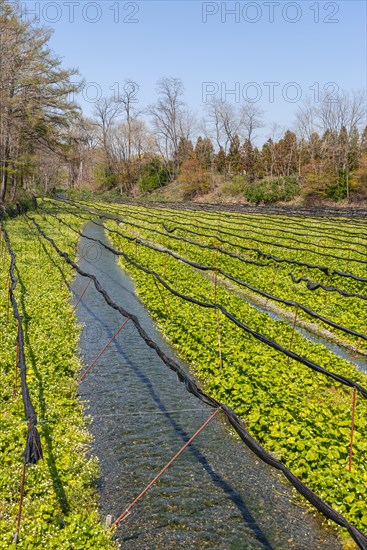 Rows of Wasabi plants in water