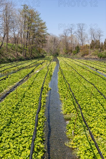 Rows of Wasabi plants in water