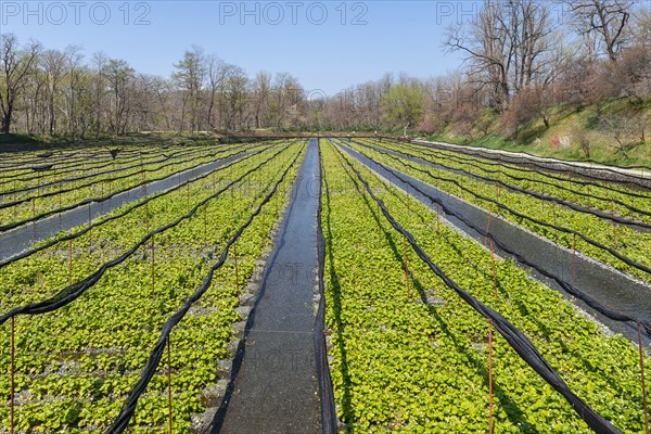 Rows of Wasabi plants in water