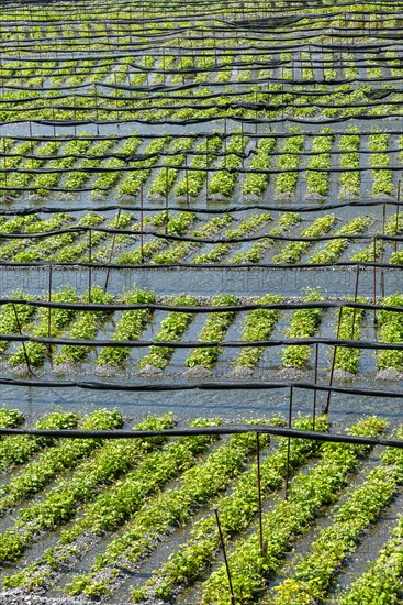 Rows of Wasabi plants in water