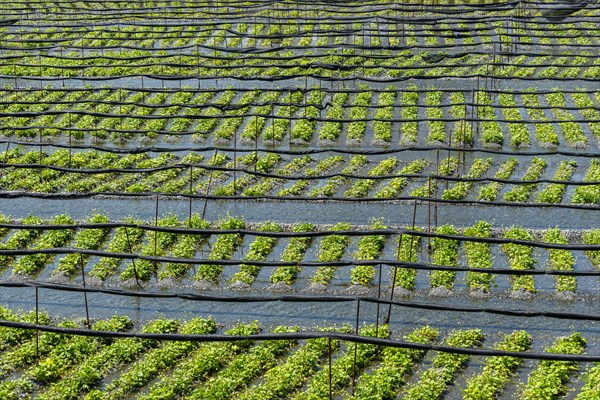 Rows of Wasabi plants in water