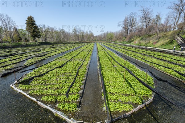 Rows of Wasabi plants in water