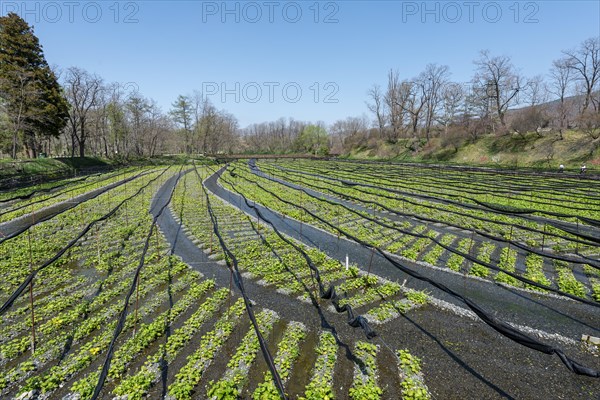 Rows of Wasabi plants in water