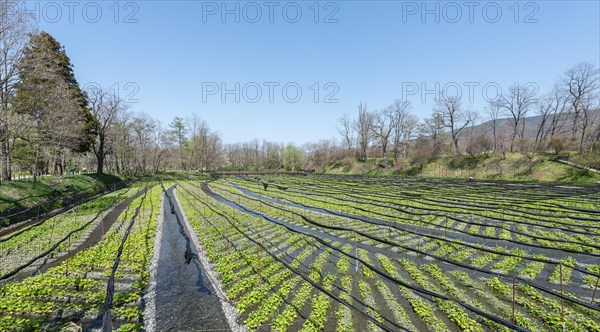 Rows of Wasabi plants in water