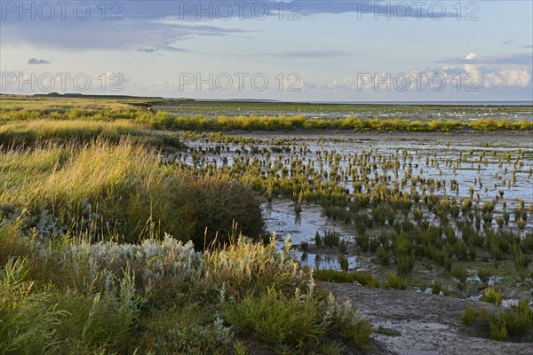 Grasses and reed beds on the shores of the Wadden Sea
