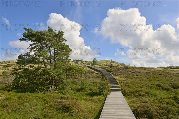 Dune with wooden walkway