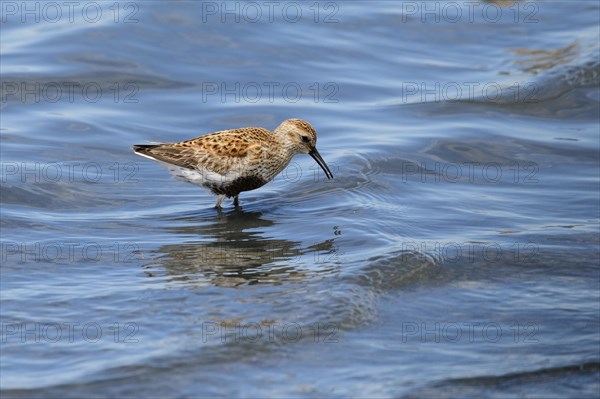 Dunlin (Calidris alpina)