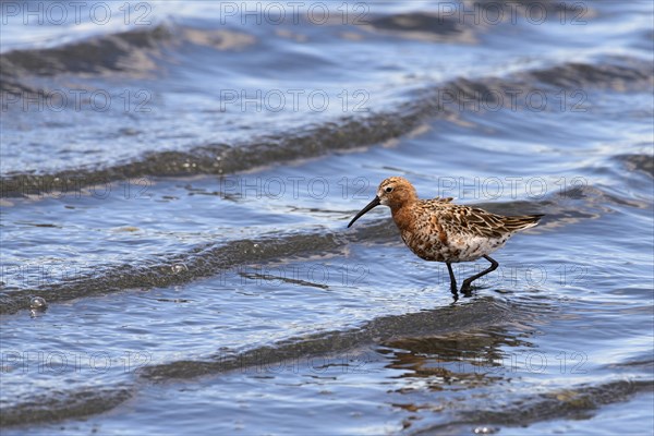 Curlew sandpiper (Calidris ferruginea)