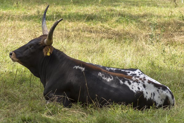 Texas Longhorn (Bos Taurus)