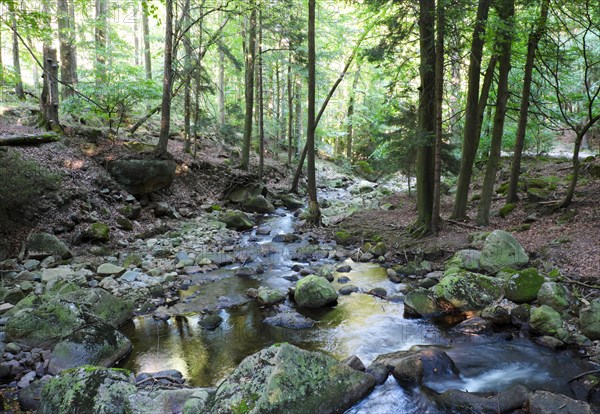 Near-natural forest