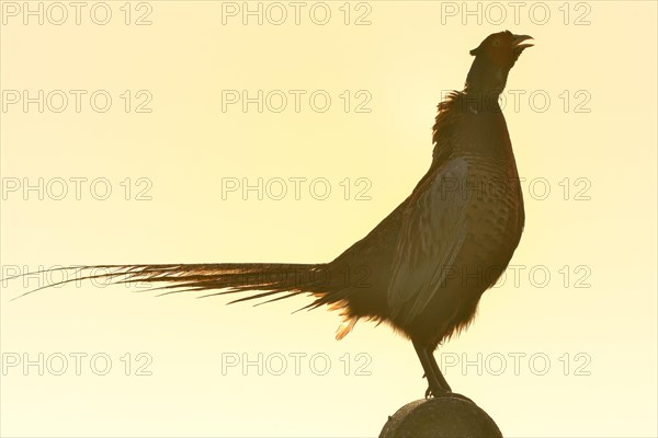 Pheasant (Phasianus colchicus)