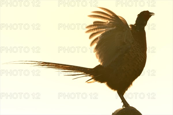 Pheasant (Phasianus colchicus)