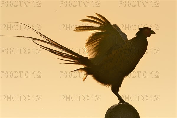 Pheasant (Phasianus colchicus)