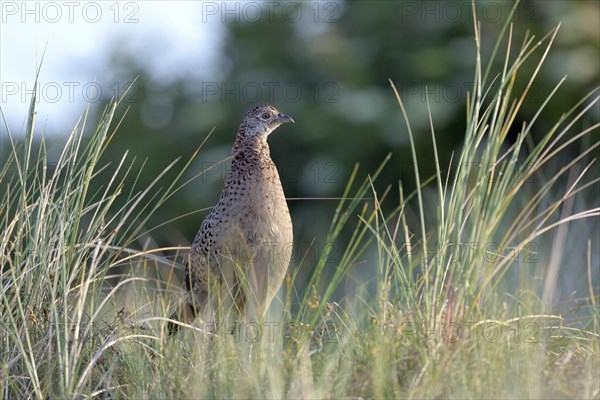 Pheasant (Phasianus colchicus)