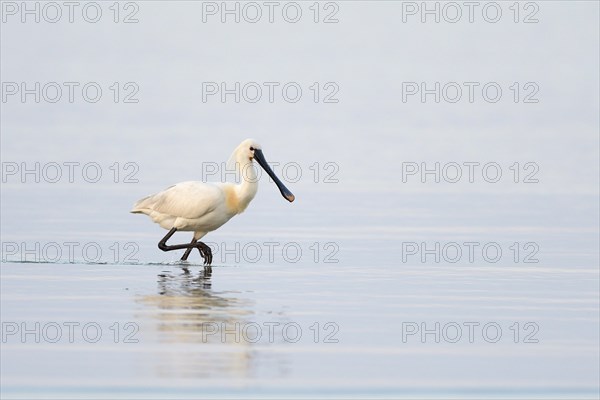 Common spoonbill (Platalea leucorodia)