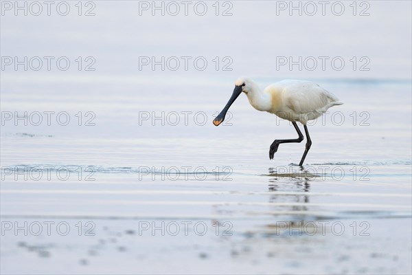 Common spoonbill (Platalea leucorodia)