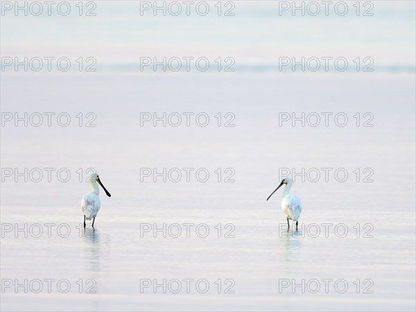 Two Common spoonbills (Platalea leucorodia)