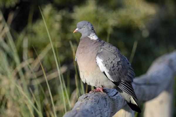 Common wood pigeon (Columba palumbus) on a log