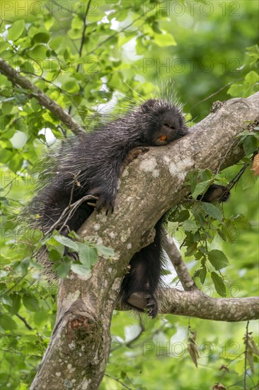 North American porcupine (Erethizon Dorsatum) sleeping on branch