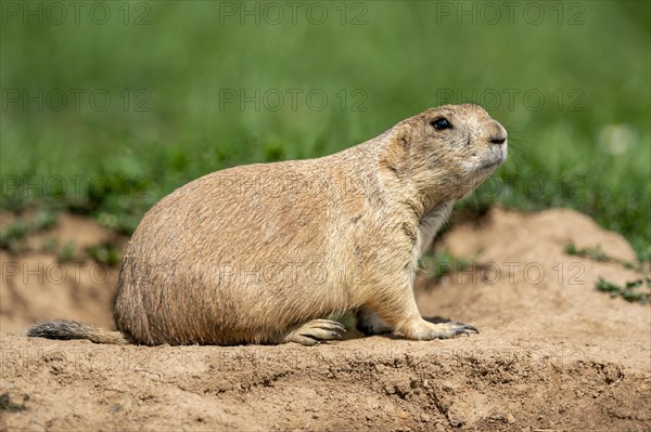 Black-tailed Prairie Dog (Cynomys ludovicianus) at animal den