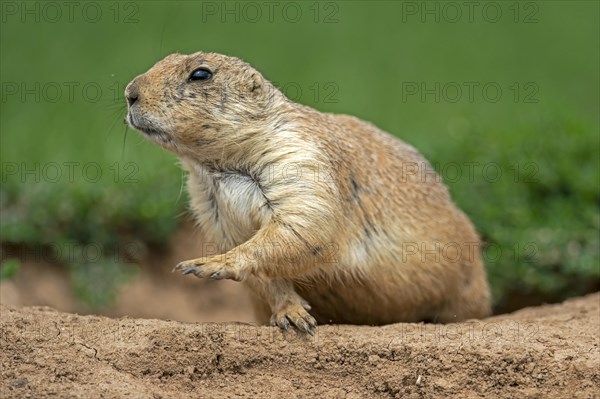 Black-tailed Prairie Dog (Cynomys ludovicianus) at animal den