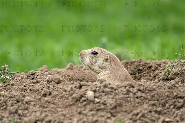 Black-tailed Prairie Dog (Cynomys ludovicianus) at animal den