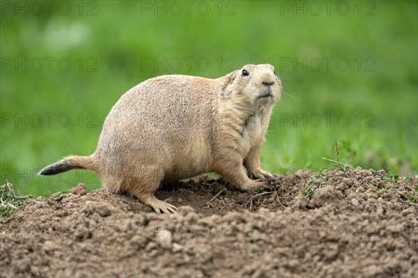 Black-tailed Prairie Dog (Cynomys ludovicianus) at animal den