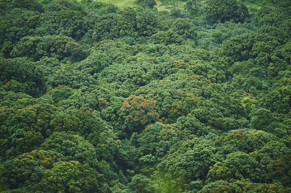 Rainforest at the Nu'uanu Pali Lookout