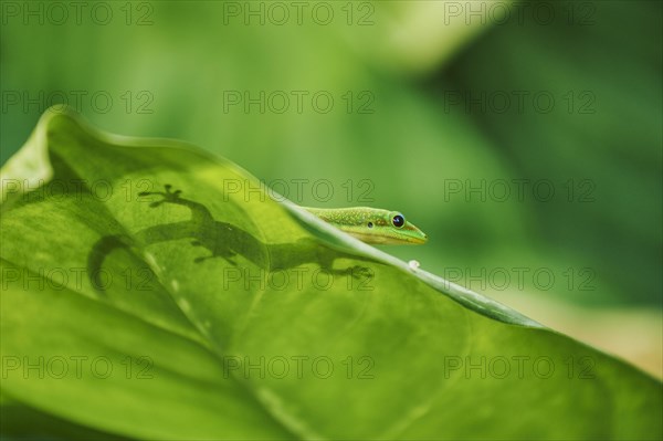 Gold dust day gecko (Phelsuma laticauda) on a leaf