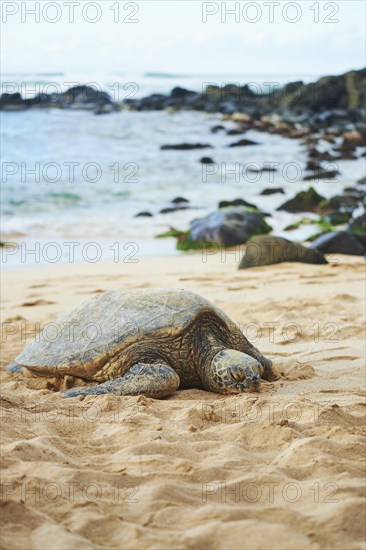 Green sea turtle (Chelonia mydas) on turtle bay