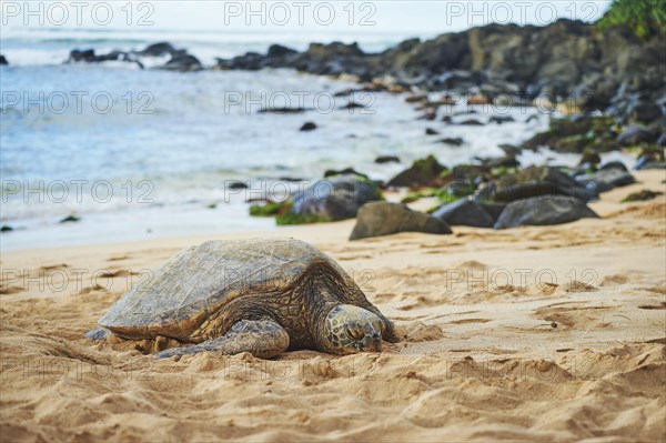 Green sea turtle (Chelonia mydas) on turtle bay