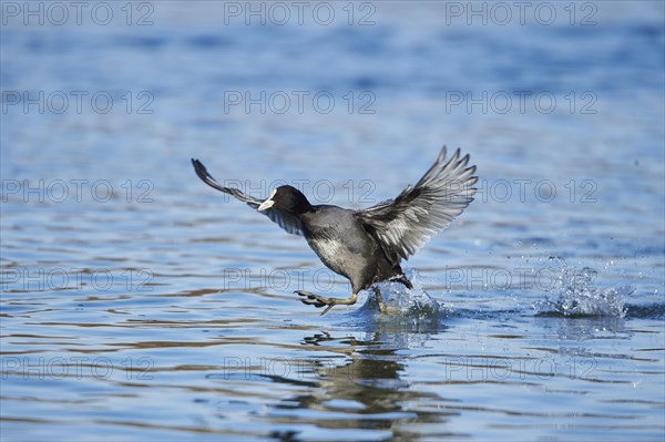 Eurasian coot (Fulica atra) starting out of water