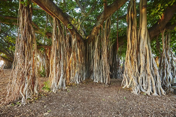 Banyan or Banyan fig (Ficus benghalensis) trees at Waikiki Beach