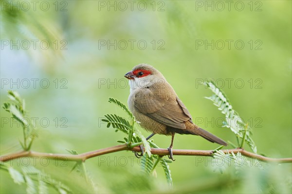 Common waxbill (Estrilda astrild) sitting on a branch