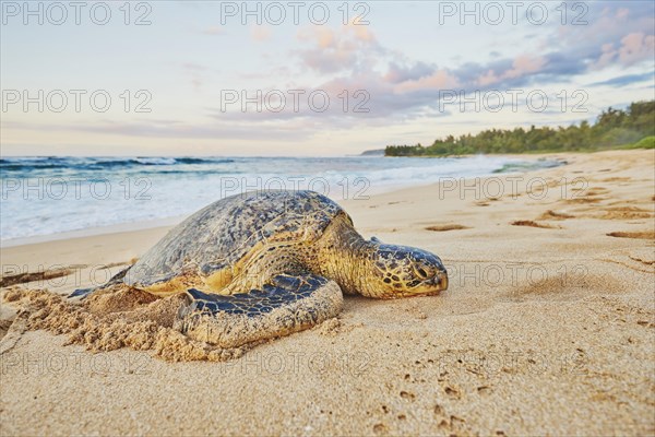 Green sea turtle (Chelonia mydas) on turtle bay